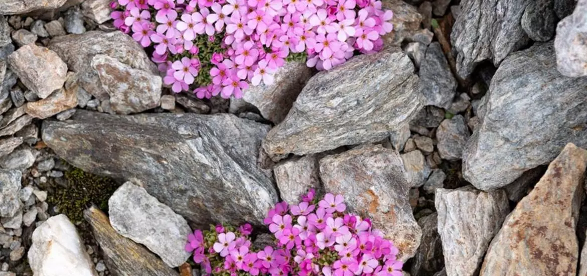 natur-blumen-am-boden