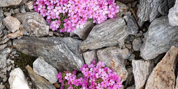 natur-blumen-am-boden