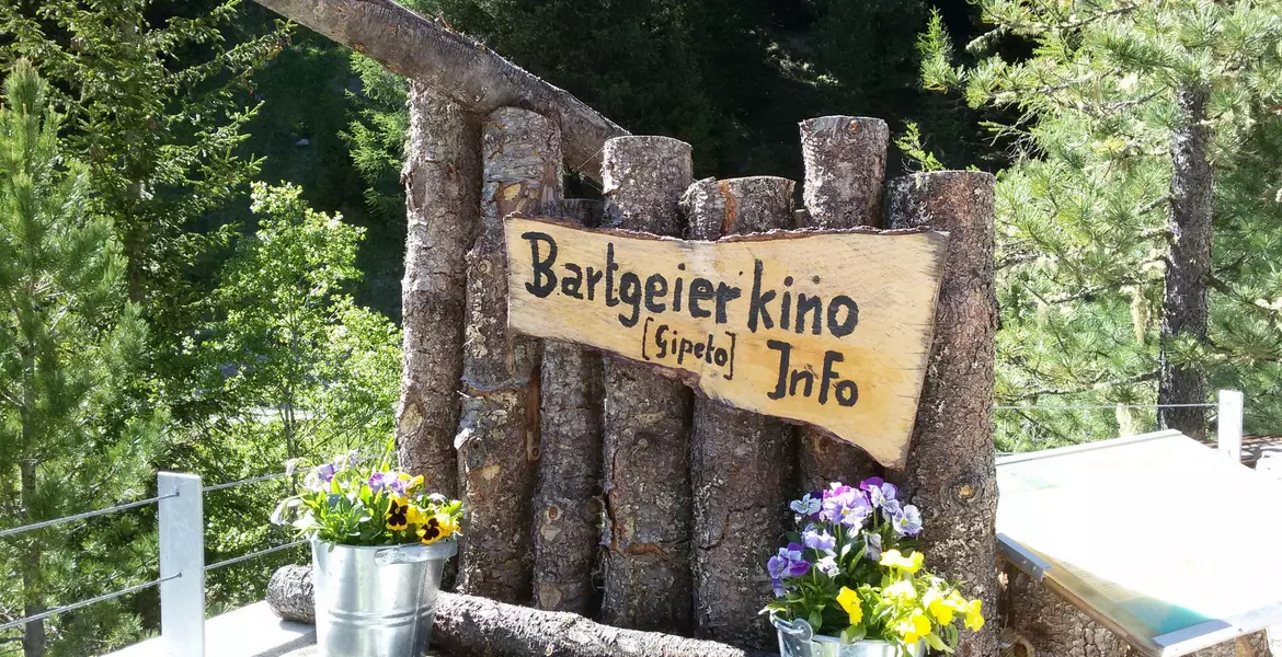 bartgeier-kino-tierwelt